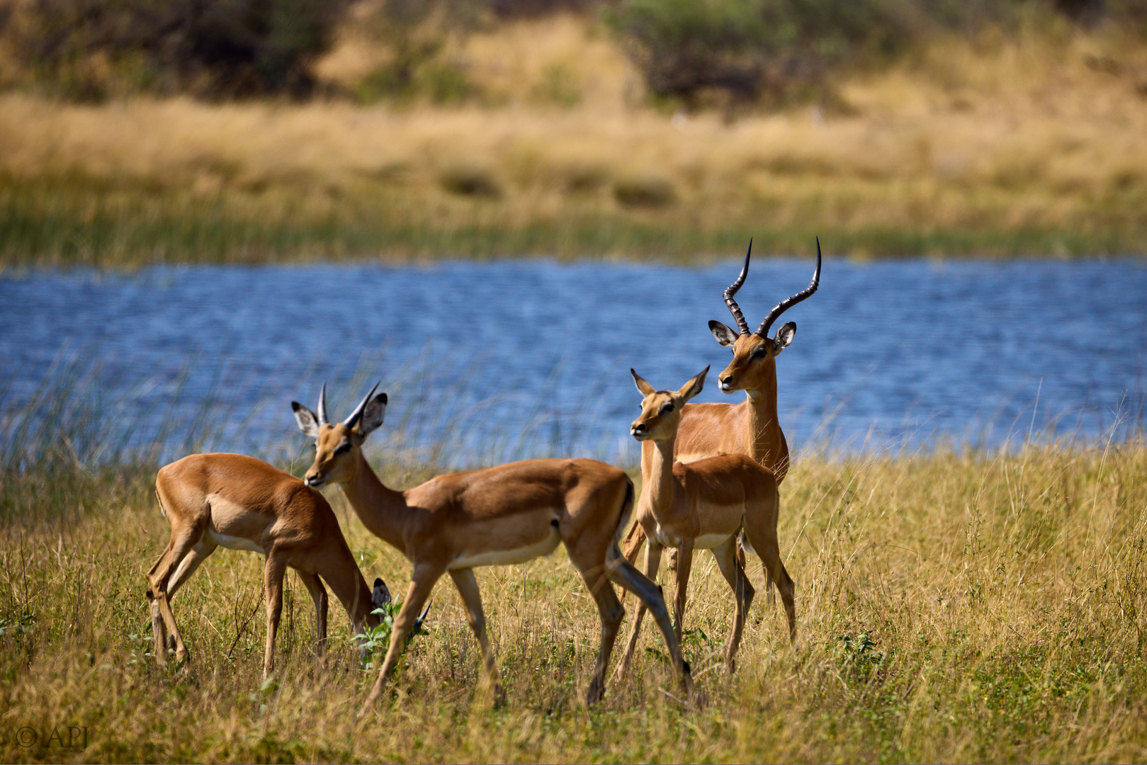 Impalas