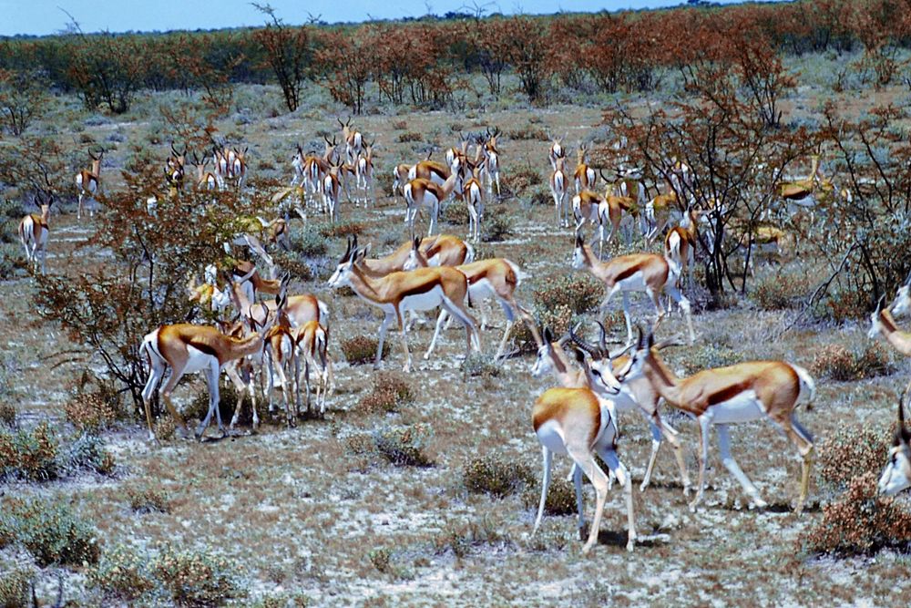 Impalas