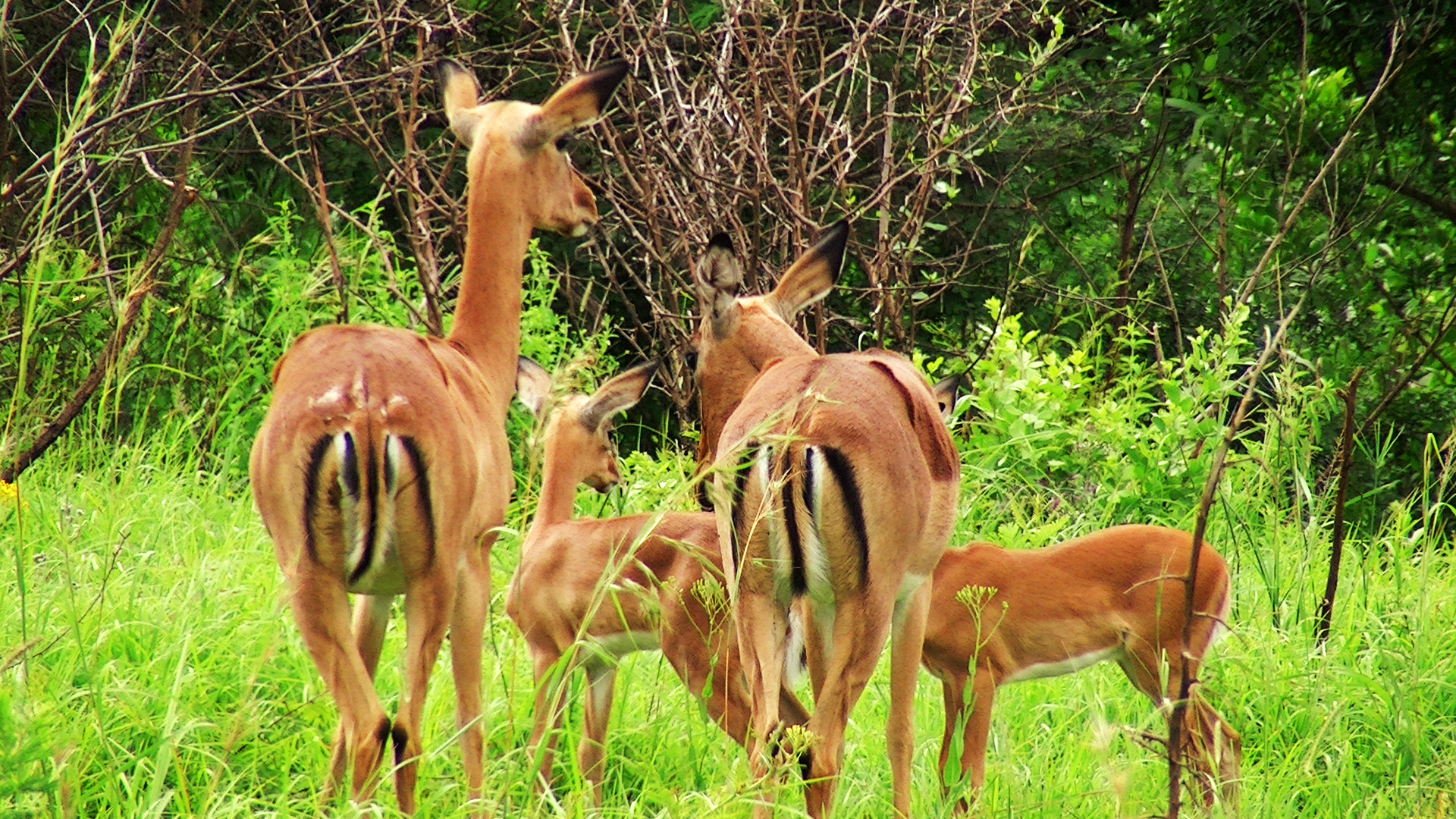 Impalas