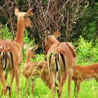 Impalas