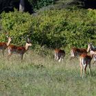 Impalas