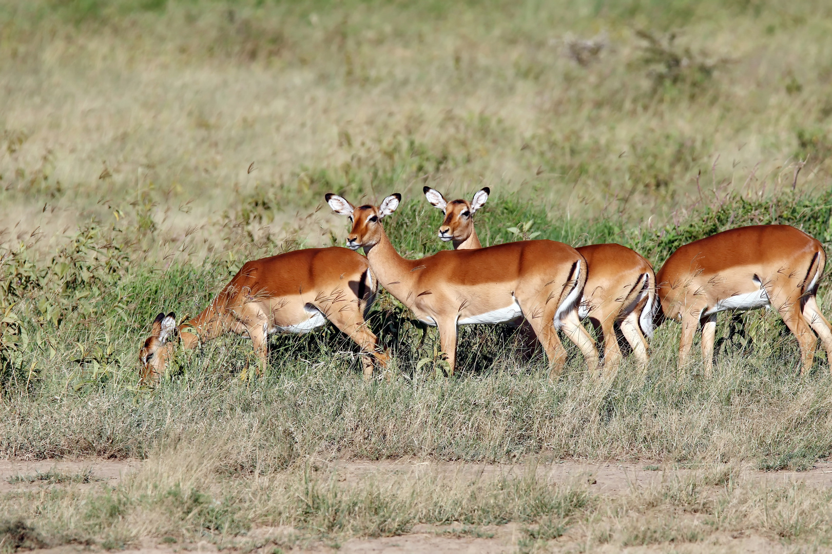 Impalas