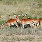 Impalas