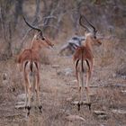 Impalas