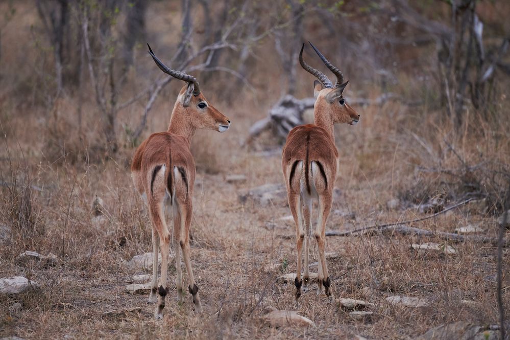 Impalas