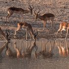 Impalas