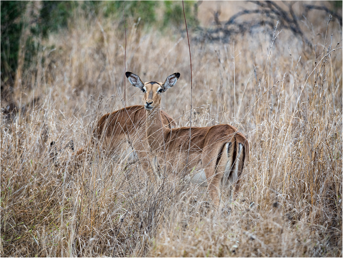 Impalas