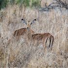 Impalas