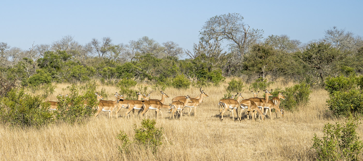 Impalas