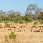 Impalas