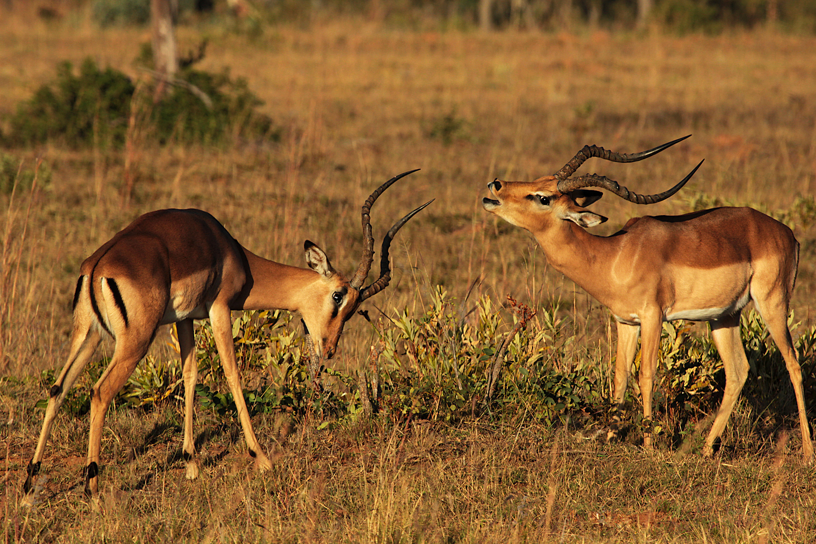 Impalas 