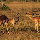 Impalas 