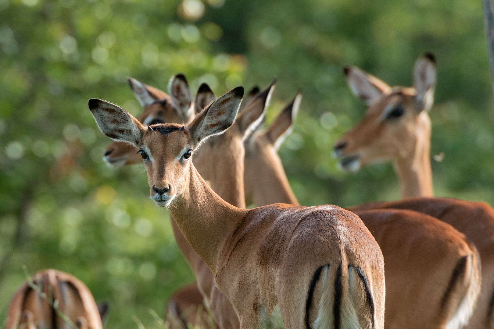 Impalas