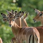 Impalas