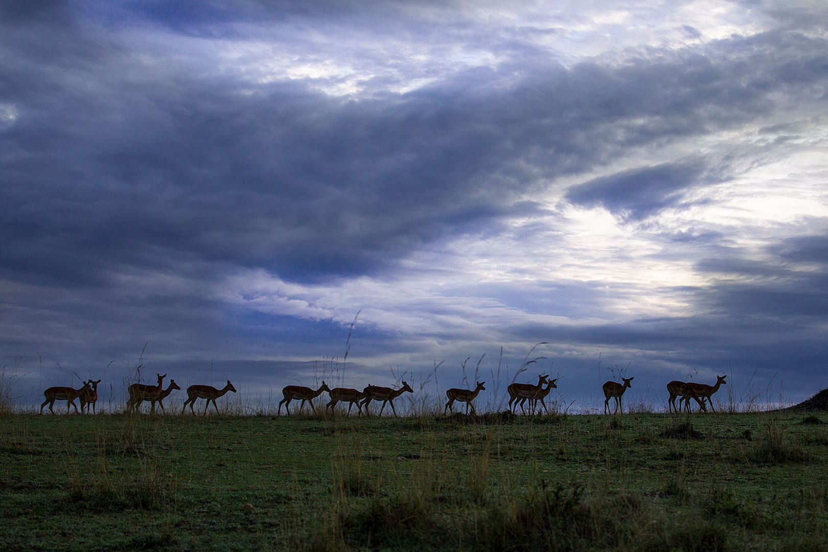 Impalas