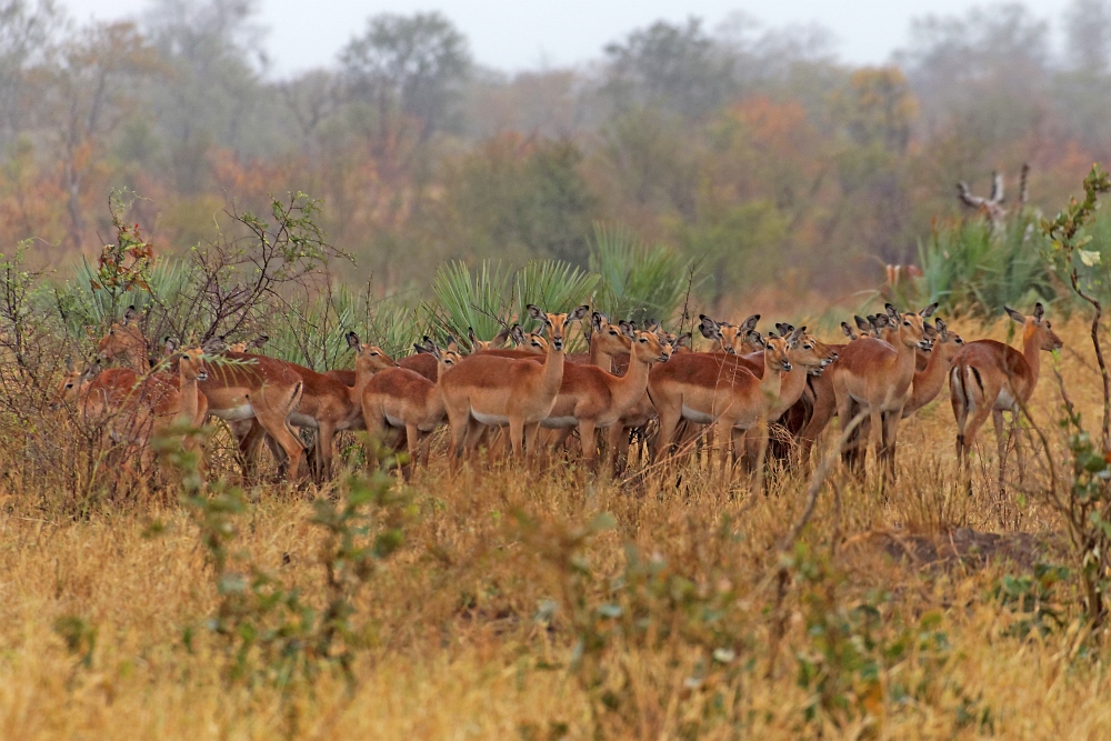 Impalas