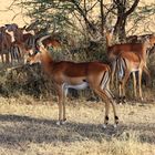 Impalas