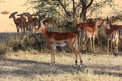 Impalas