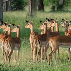 Impalas