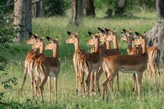 Impalas