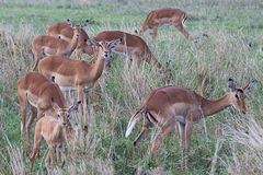 Impalas