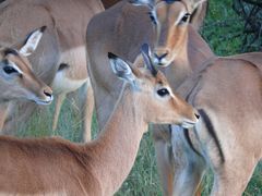 Impalas