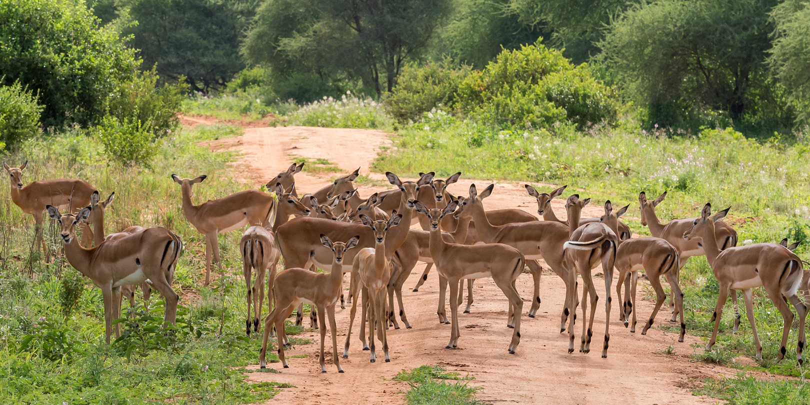 Impalas