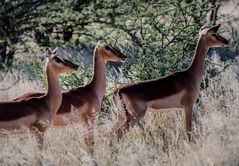 Impalas