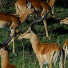 Impalas