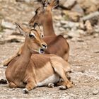 Impalas