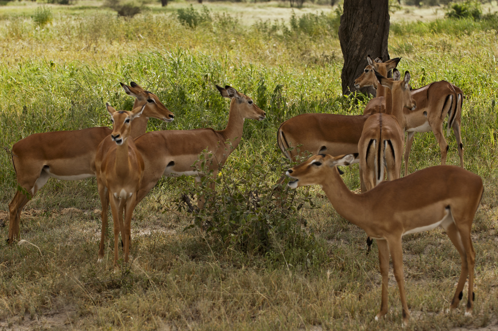 Impalas