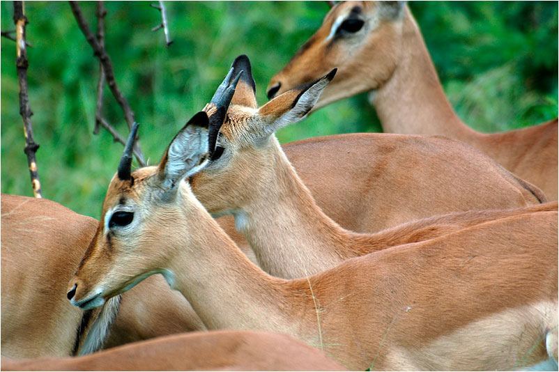 Impalas