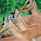 Impalas