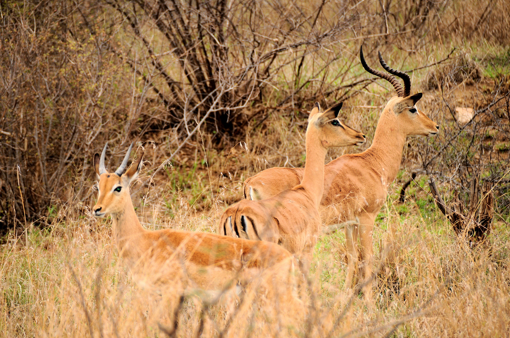 Impalas