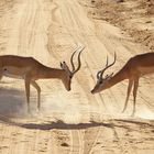 Impalas