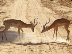 Impalas