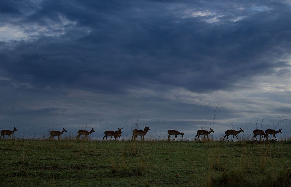 Impalas