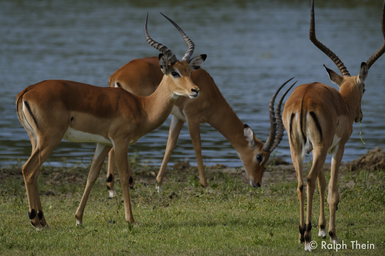 Impalas