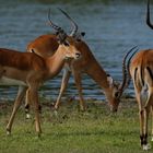 Impalas