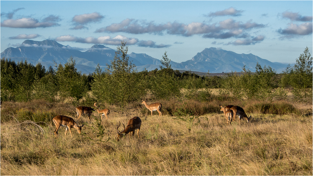 Impalas