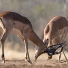 Impalas