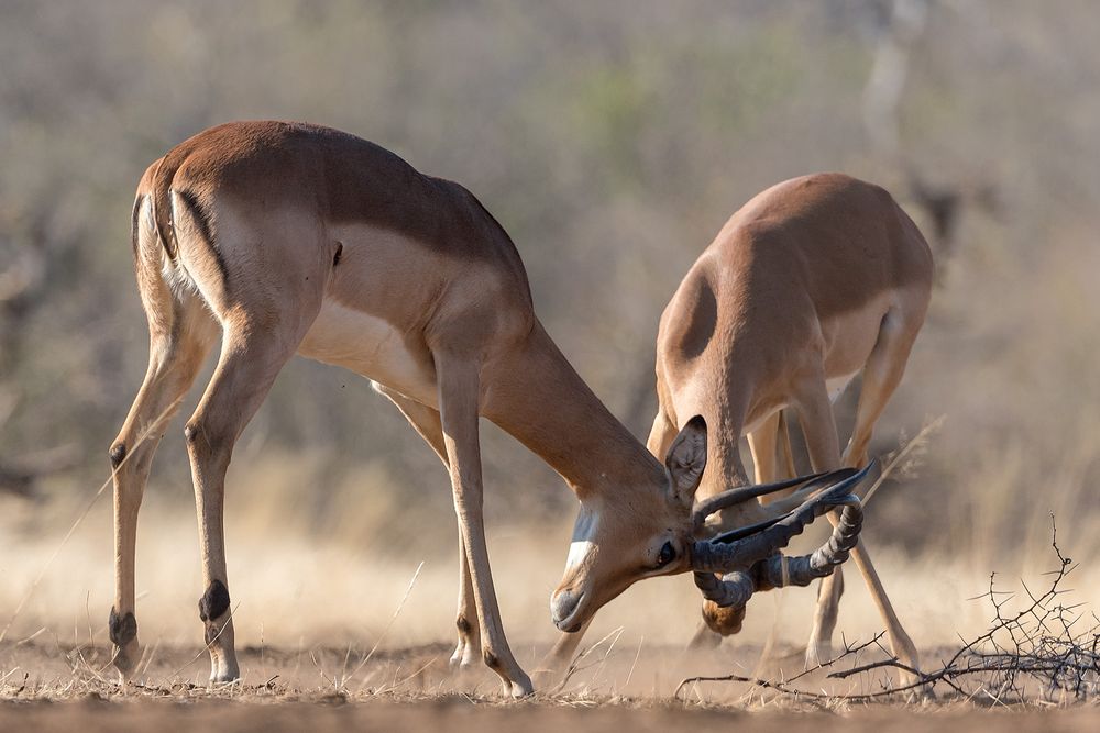 Impalas