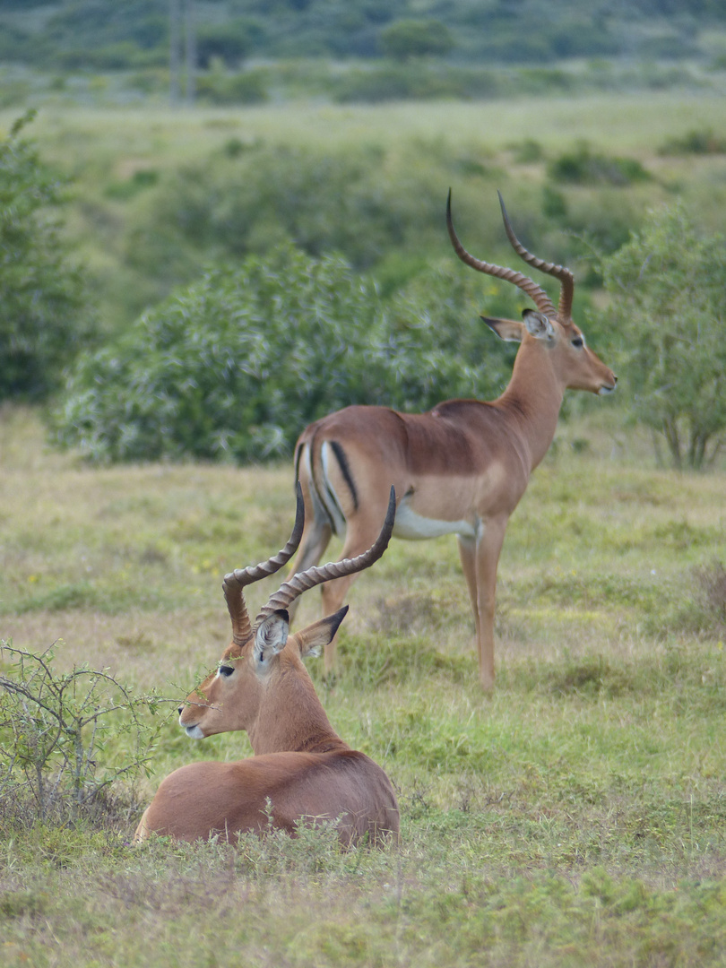 Impalas