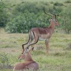 Impalas