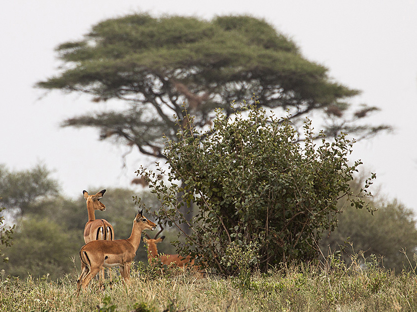 Impalas