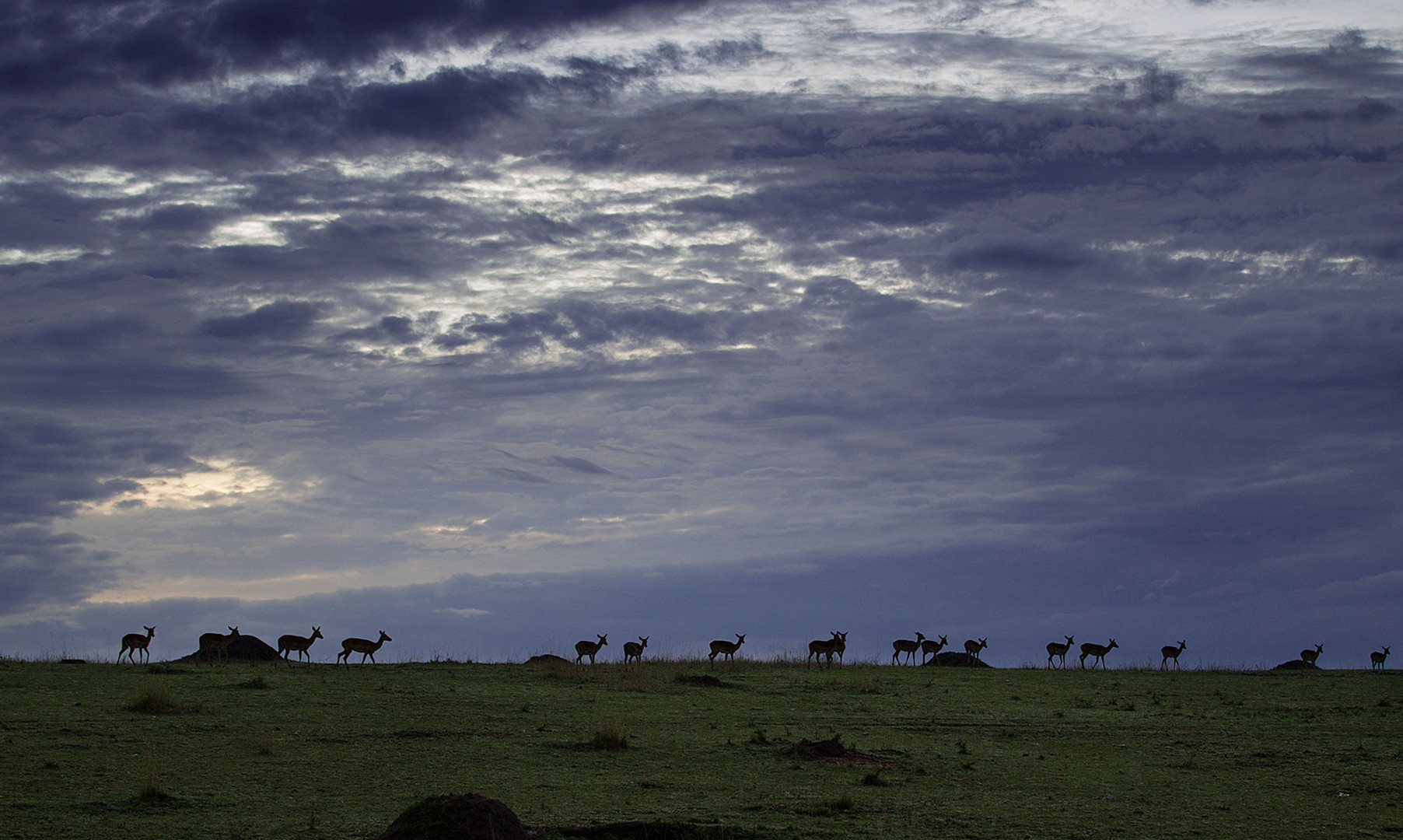 Impalas