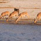 Impalas am Chobe