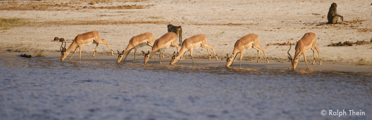 Impalas am Chobe