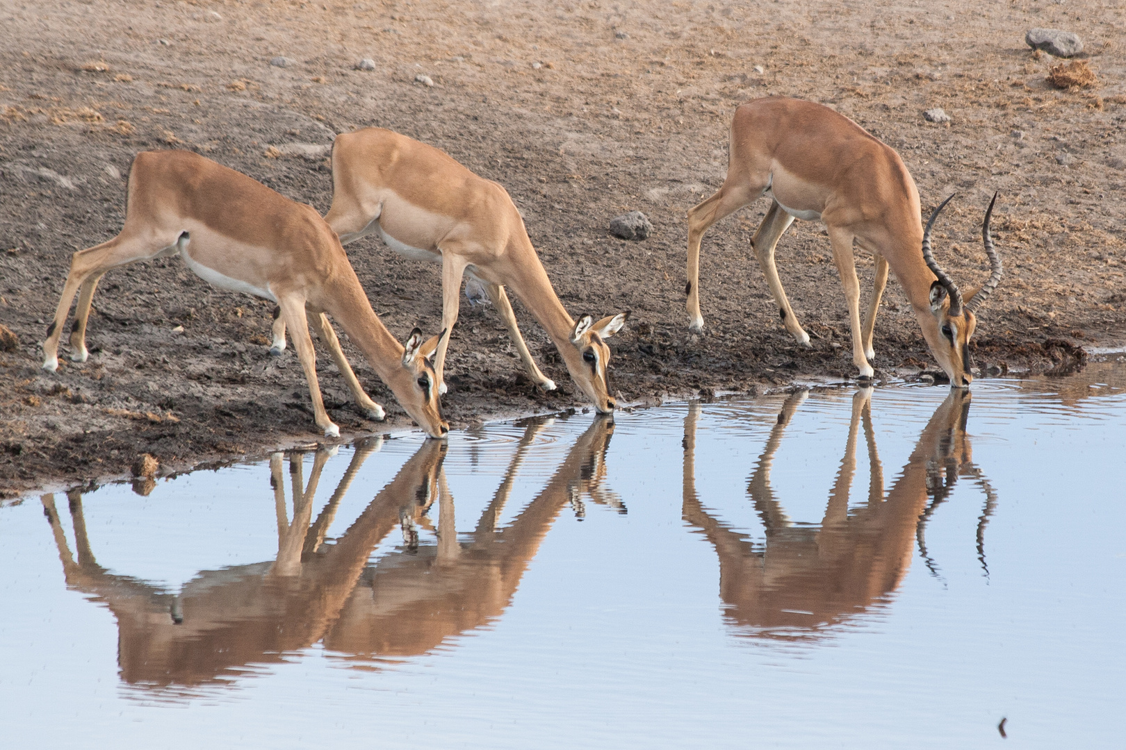 Impalas am Wasserloch