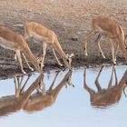 Impalas am Wasserloch